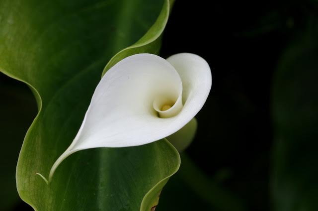 white flower